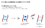 〈 LIMITED 〉LD LIMITED　エルディー リミテッド　200ml